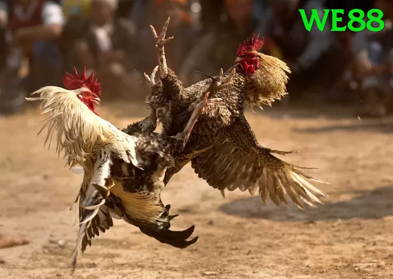 Đá Gà Trực Tiếp - we88 - Miễn phí