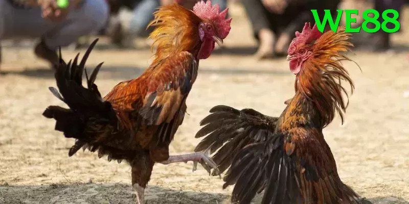 Cách Đọc Kèo Đá Gà - Game RPG